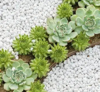 Créez un magnifique parterre en gravier décoratif sans entretien moderne avec ces astuces simples