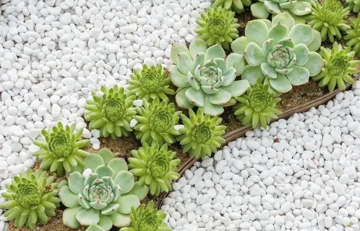 Créez un magnifique parterre en gravier décoratif sans entretien moderne avec ces astuces simples