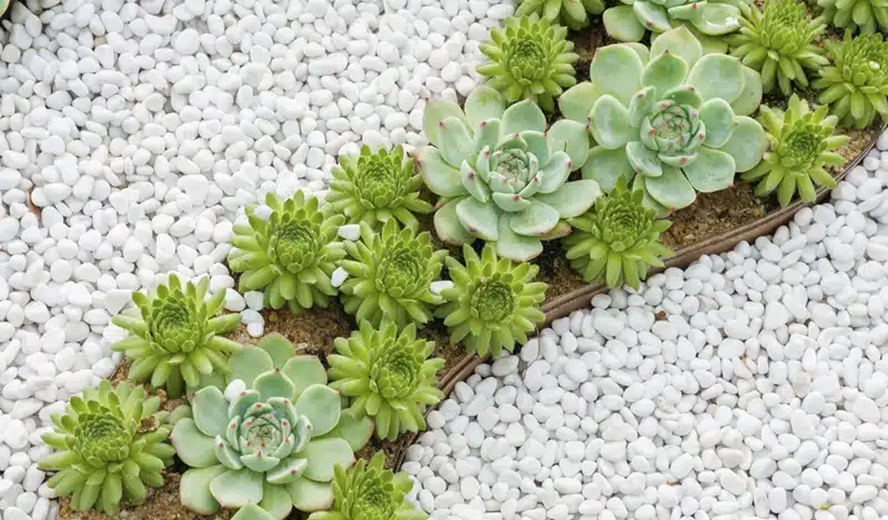 Créez un magnifique parterre en gravier décoratif sans entretien moderne avec ces astuces simples